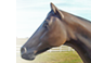 Stock Animalssi