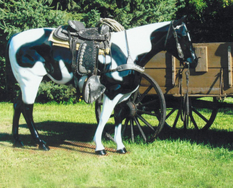 paint horse