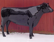 Beef Cow