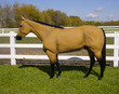 Stock Horse