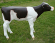 Dairy Calf