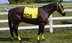 Race Horse Markings