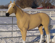 Thoroughbred