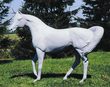 Arabian