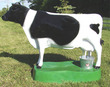 Recirculating Milking Cow