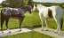 1/2 Appaloosa, 1/2 Paint horse