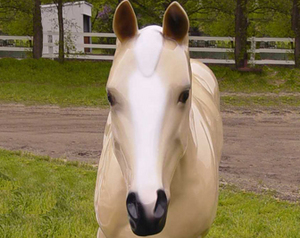 Palomino