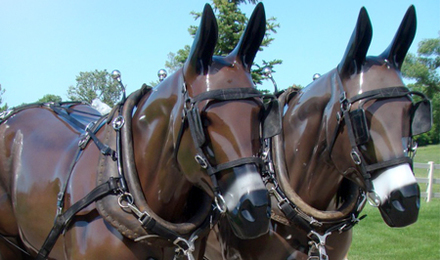 Fiberglass Mule Team with harness