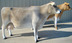 Brown Swiss, Guernsey