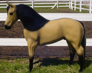 Miniature Horse/Pony