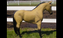 Buckskin Miniature