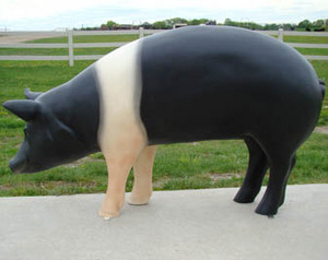 Pig