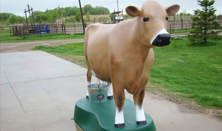 Jersey Cow