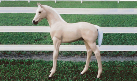 Palomino Foal