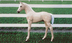 Palomino Foal