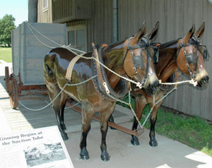 Museum and Educational Displays