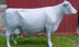 Primed Dairy Cow