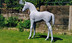 Primed Foal