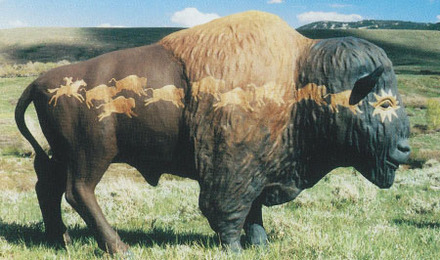 Starry Eyed Buffalo Herd