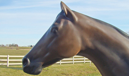 Thoroughbred head