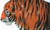 Tigeralo